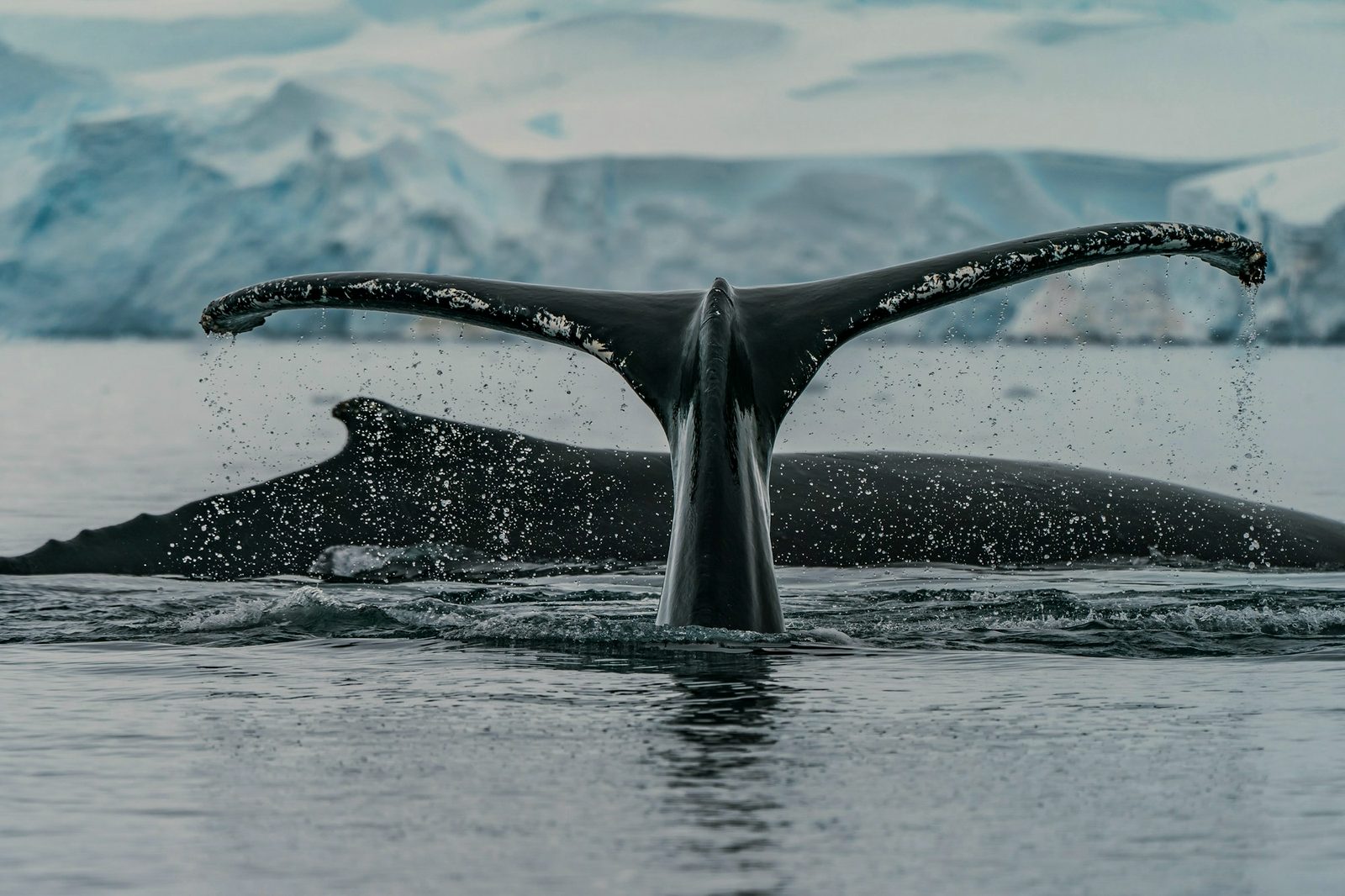 Whale Encounters