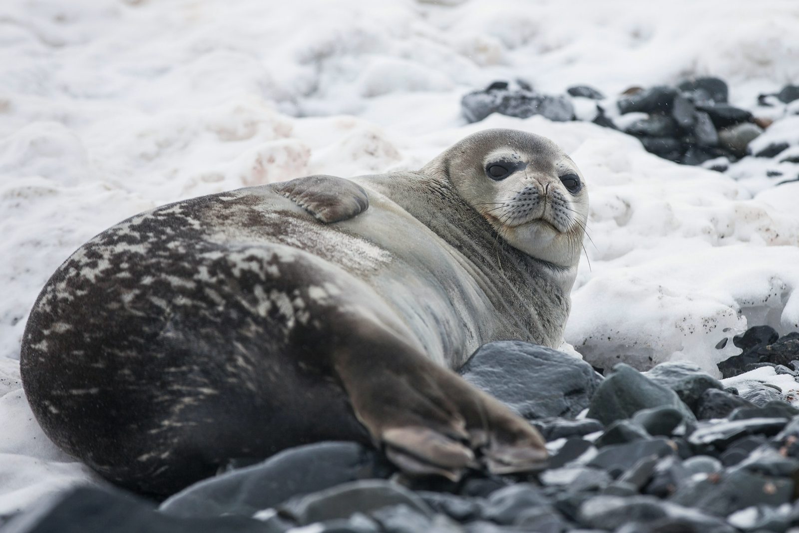 Antarctica — imagine 2