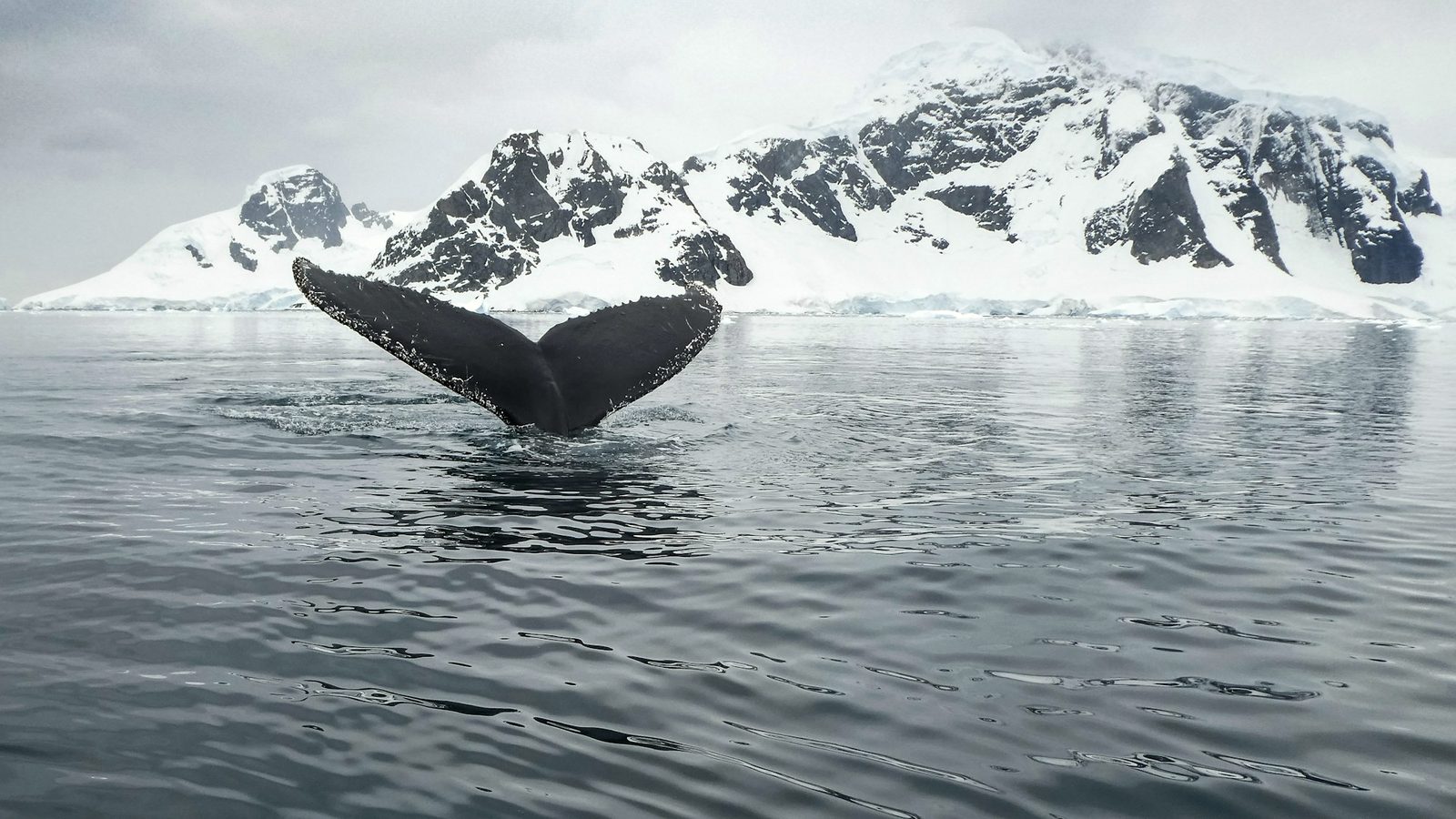 Antarctica — imagine 3