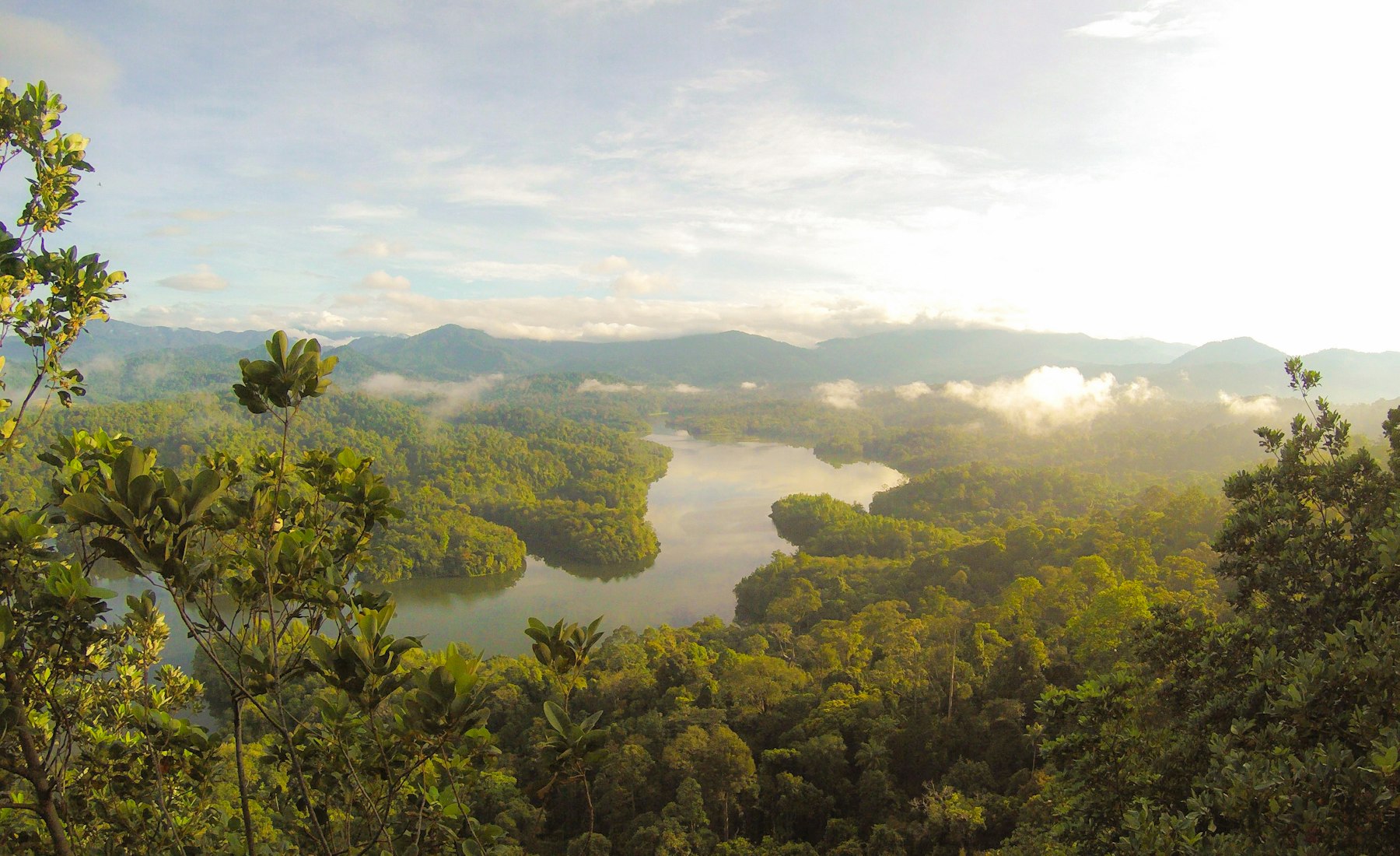 Daintree Rainforest