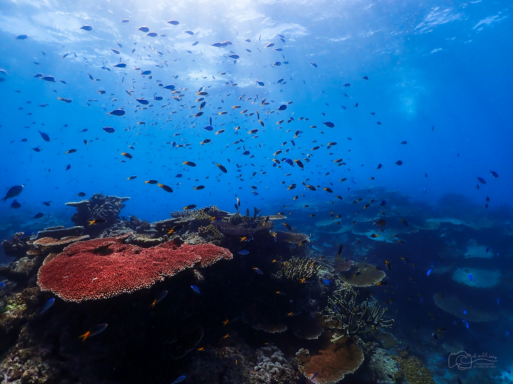 Snorkelling