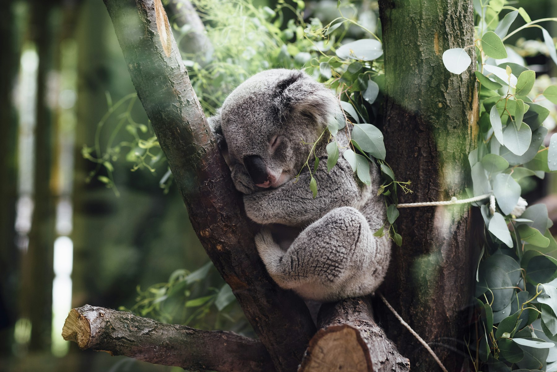 Australia — imagine 5