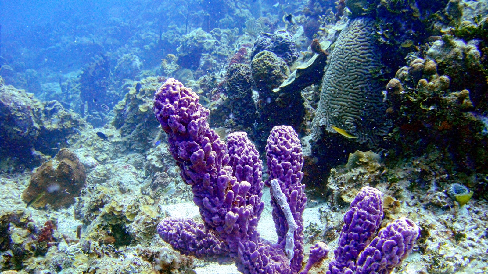 Caraibe — imagine 6