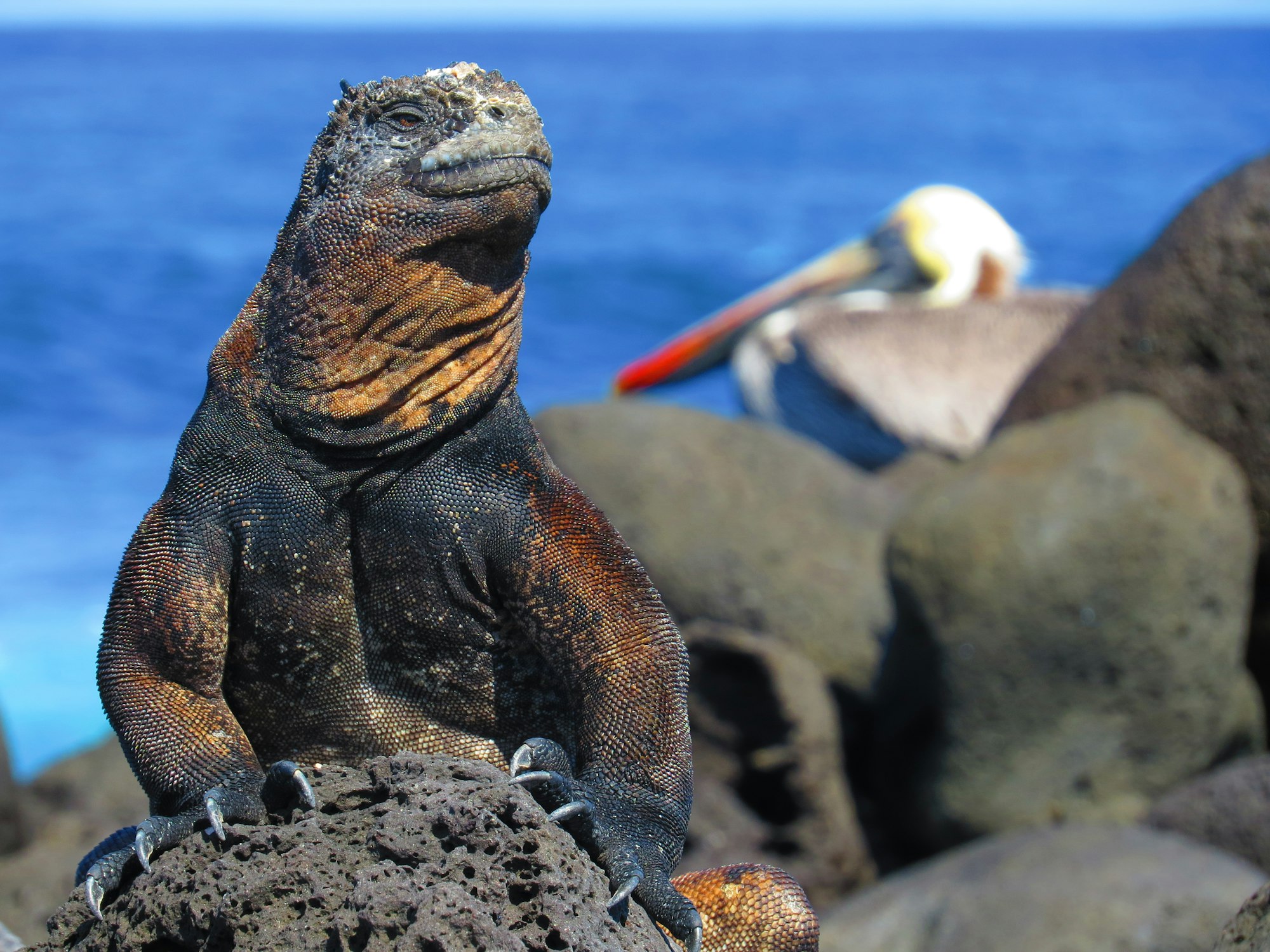 Iguanele marine