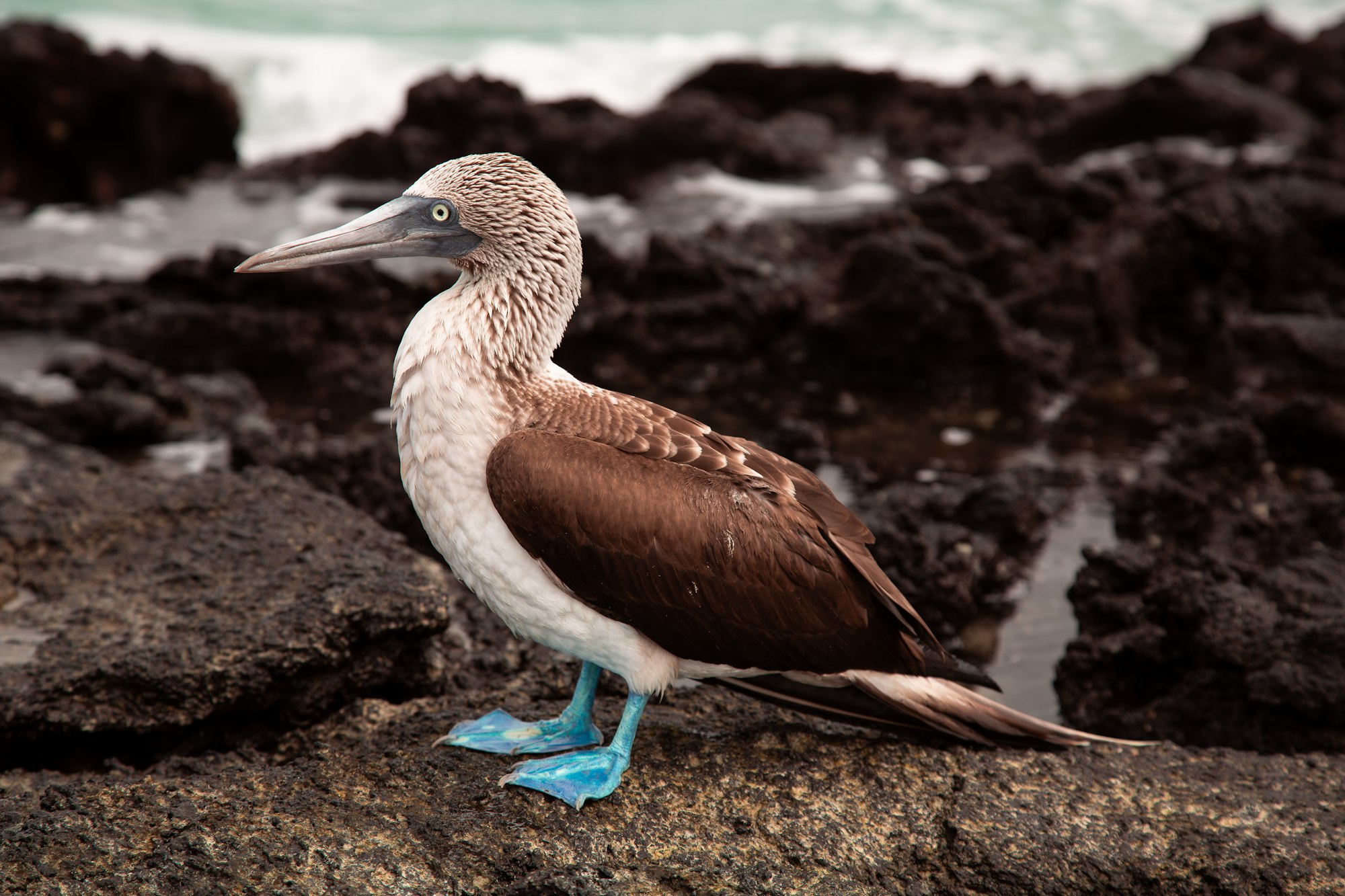 Blue-footed boobies