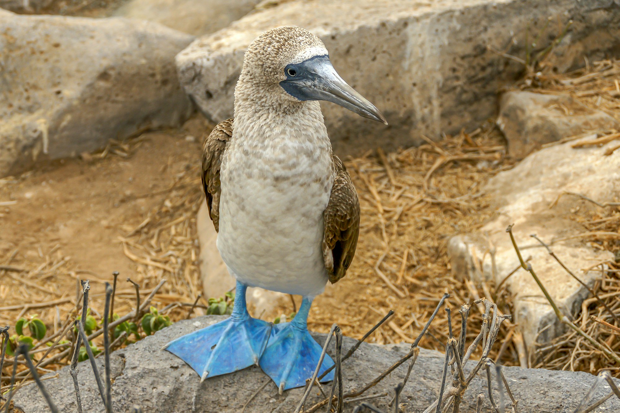 Ecuador & Galapagos — imagine 3