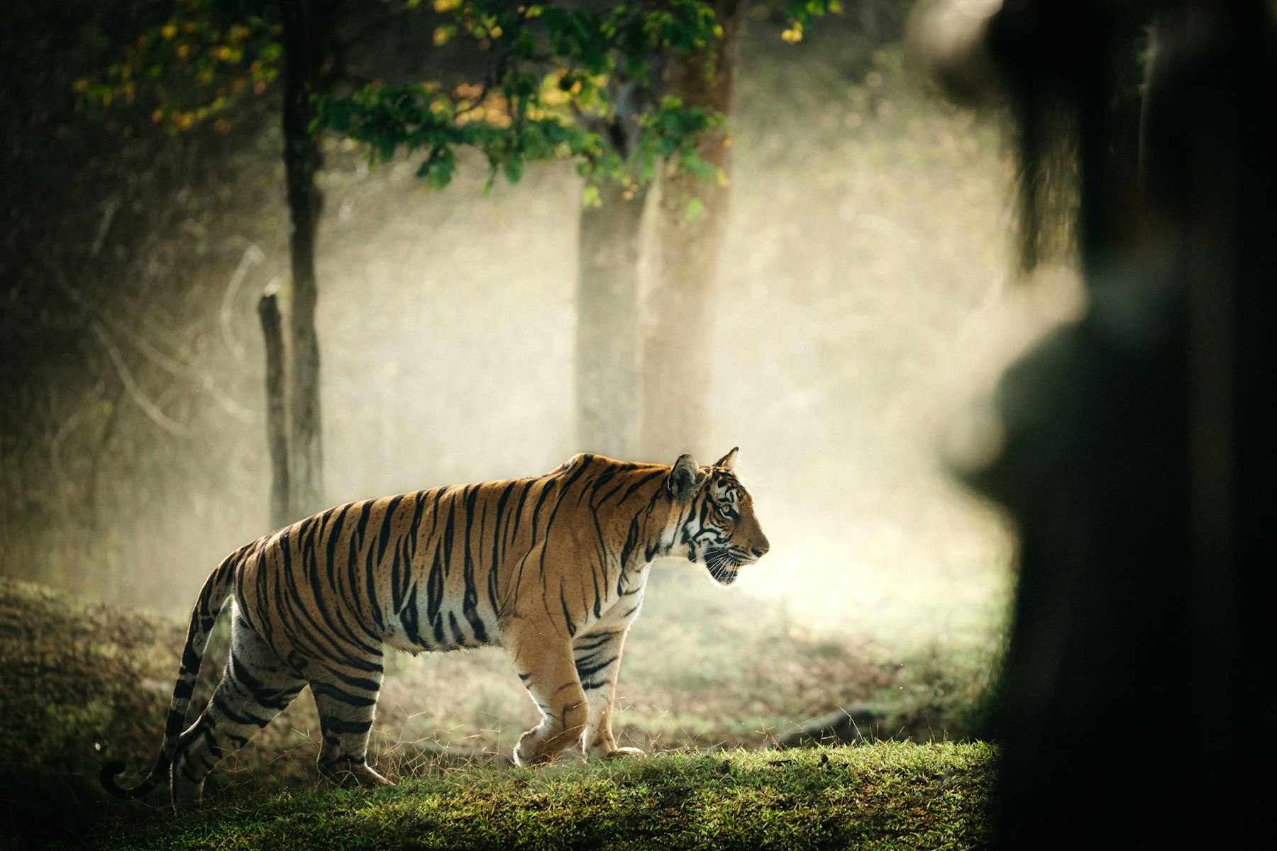 Ranthambore National Park