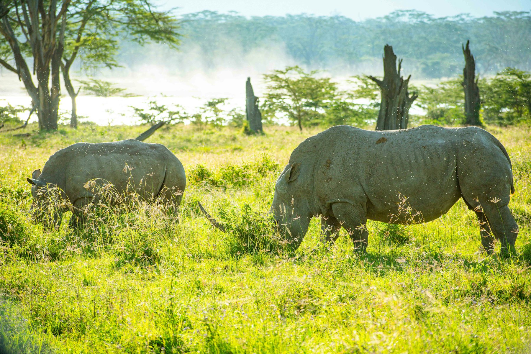 Lake Nakuru