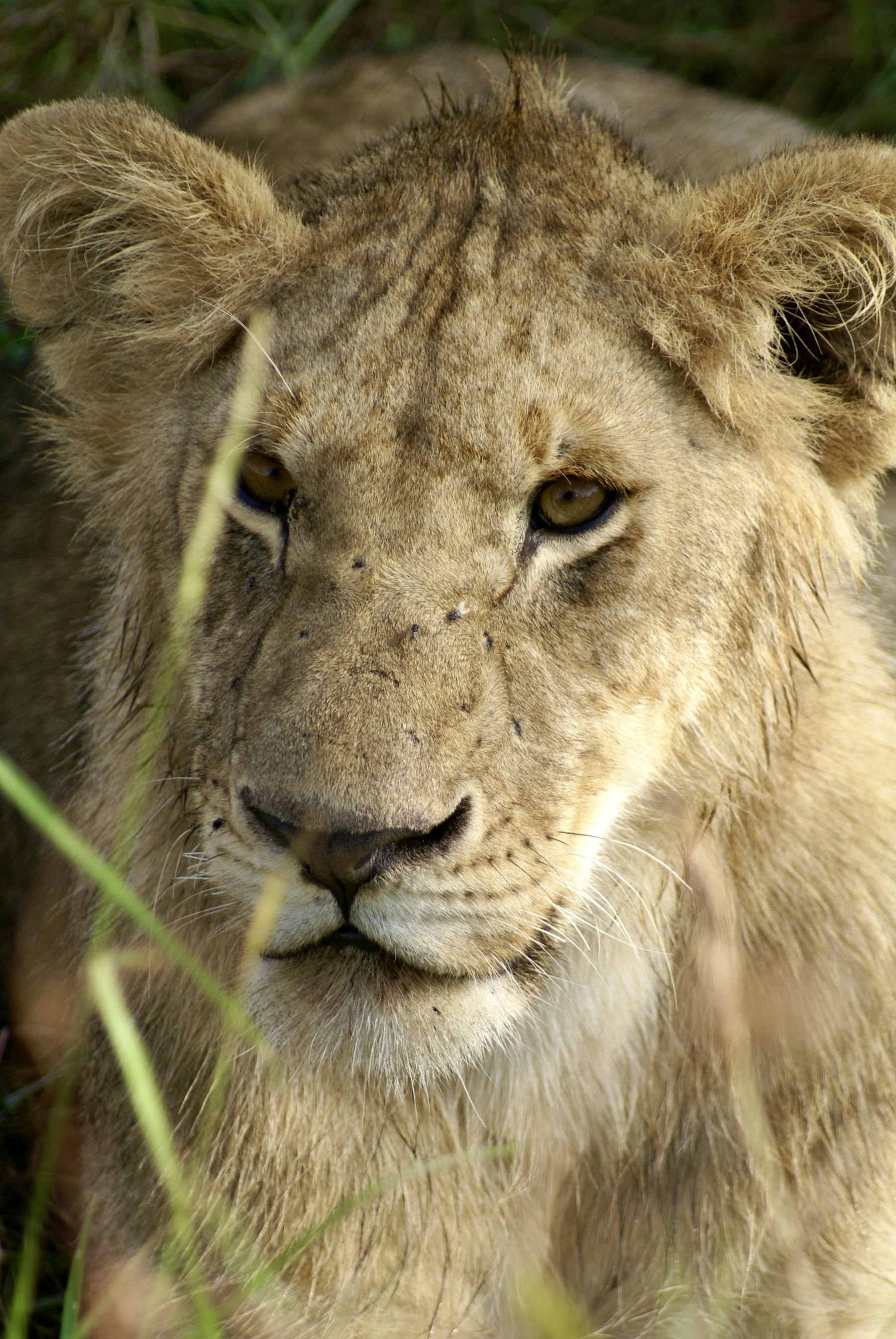 Elsamere Conservation Centre