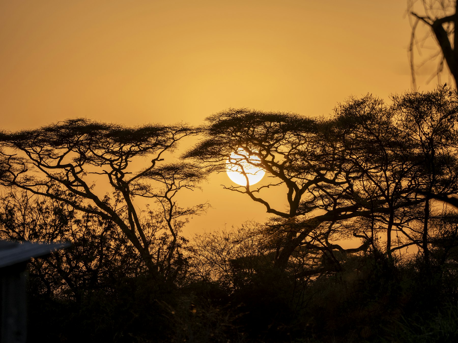 Sundowner Safari