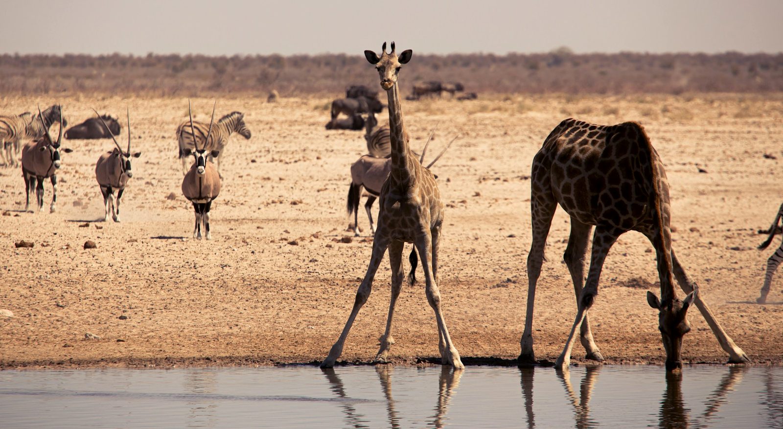 Parcul Național Etosha