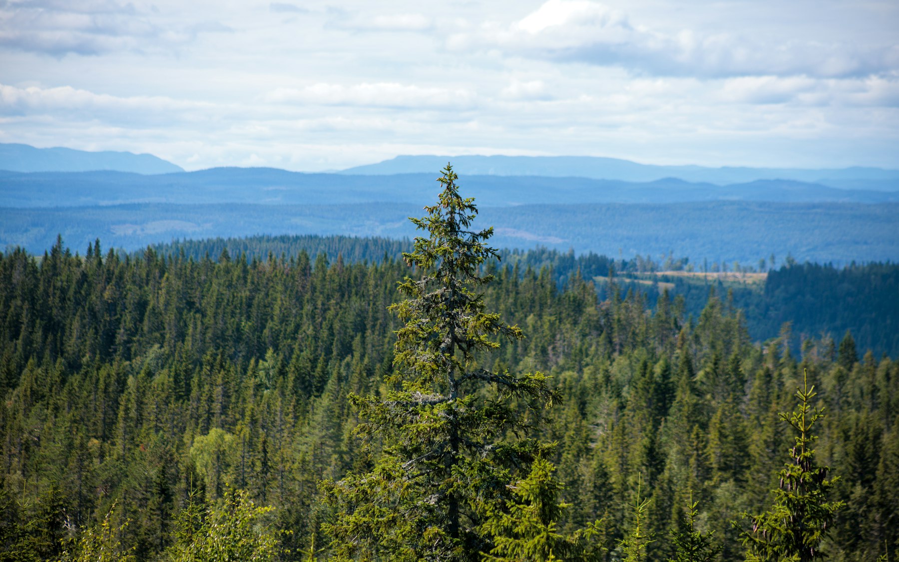 Bymarka Forest Walk