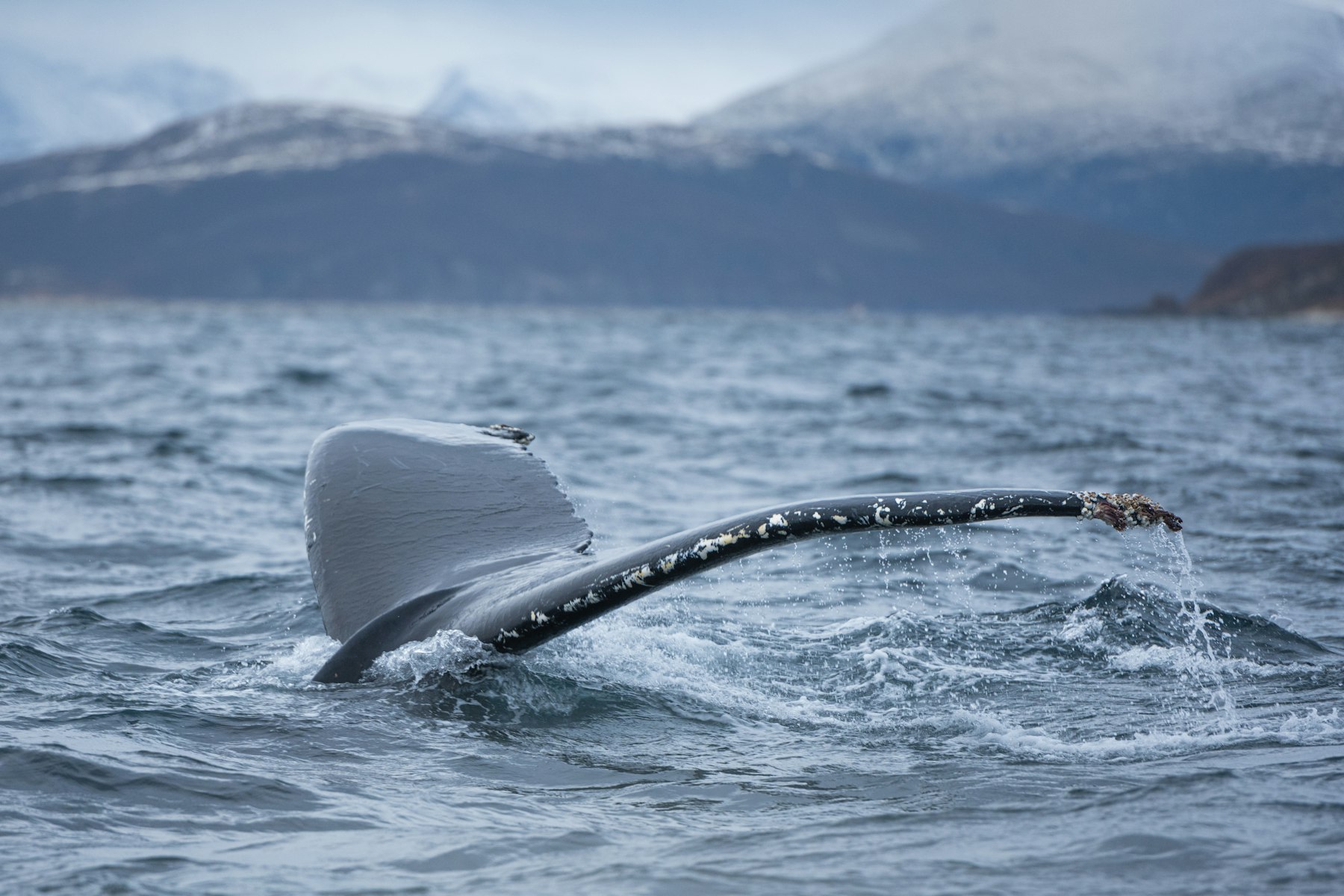 Whale Watching