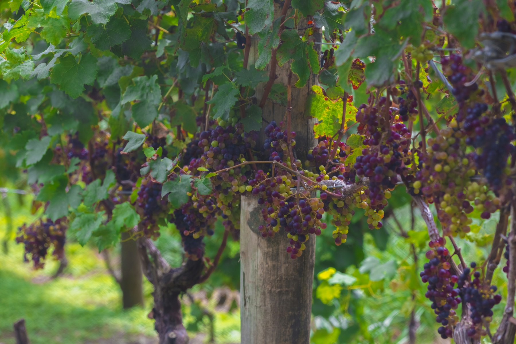 Wine Tasting