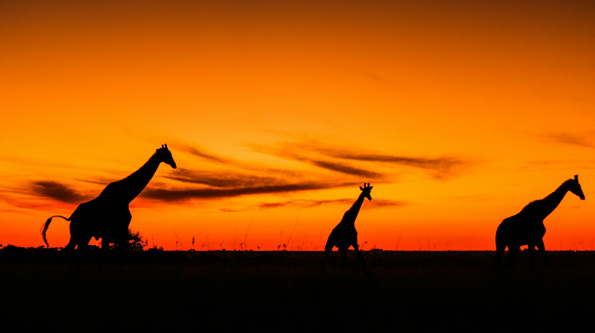Walking Safari