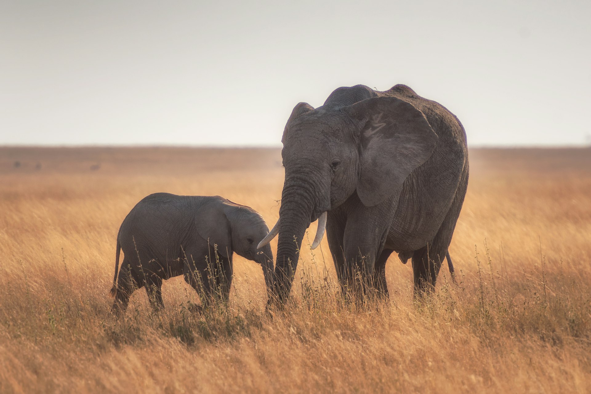 Tanzania — imagine 1