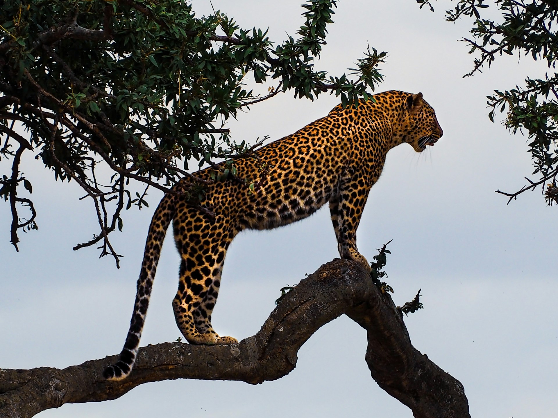 Tanzania — imagine 3