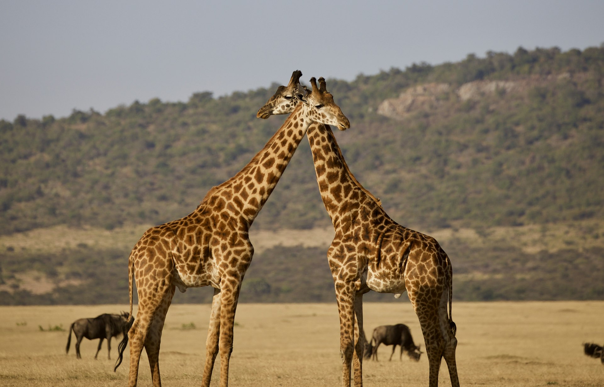 Tanzania — imagine 4