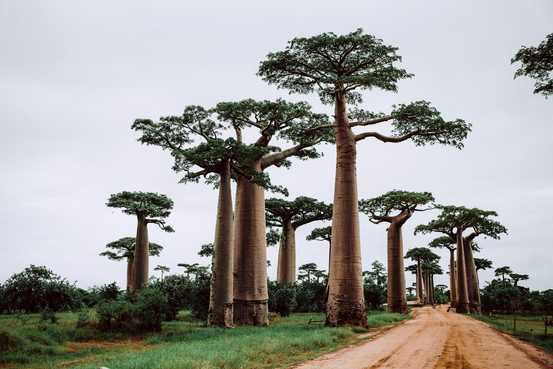 Tanzania — imagine 6