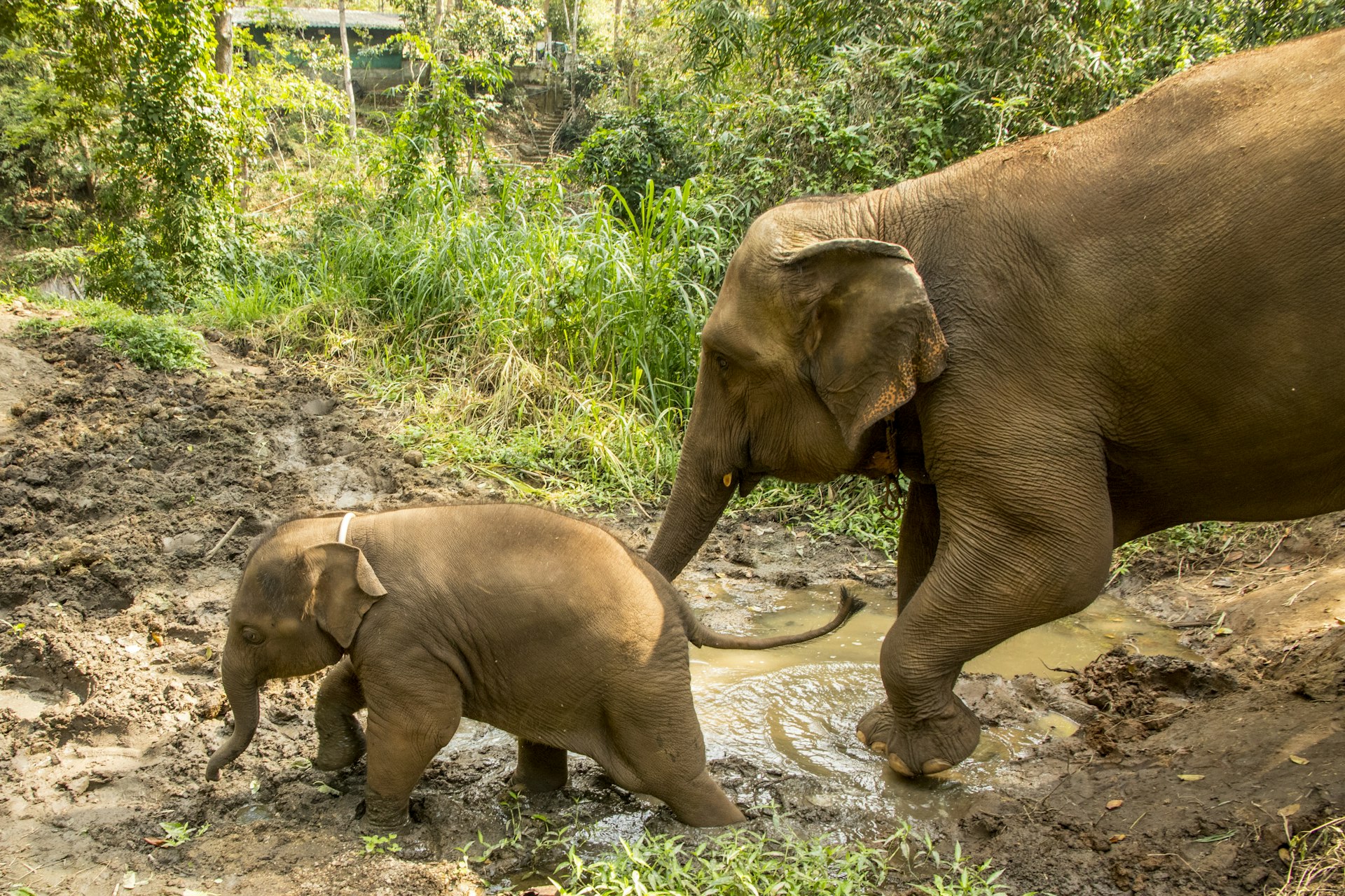 Elephant Nature Park